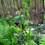 Cornus mas